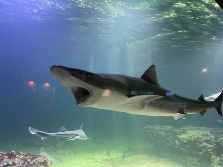 Aquarium de Vendee - photo 2