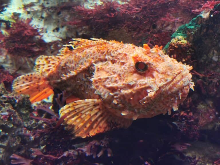 Aquarium de Vendee - photo 3