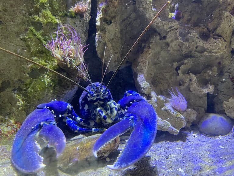 Aquarium de Vendee - photo 5