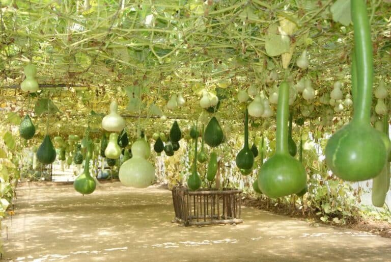 Le Potager Extraordinaire - photo 2