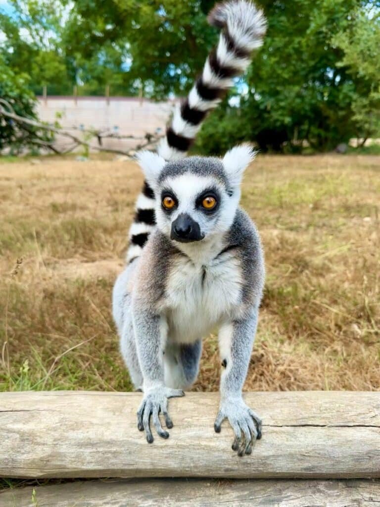 Natur'Zoo de Mervent - photo 2