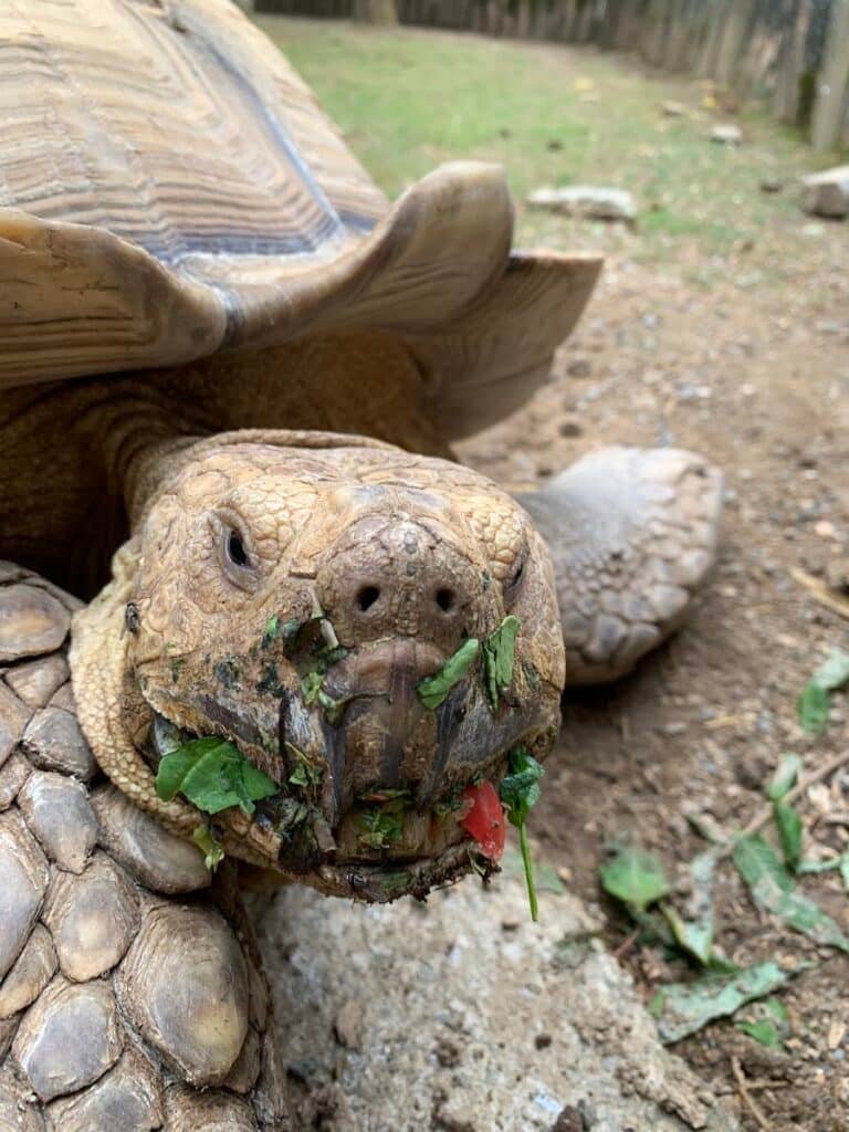 Natur'Zoo de Mervent - photo 4