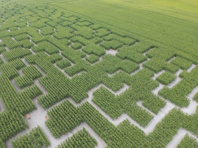 Pop Corn Labyrinthe - photo 4