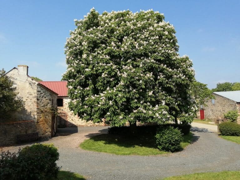 GITE LE FIGONIER, Gîte de groupe 15 personnes, 20 min Puy du Fou en Vendée — Mouchamps (Vendée)