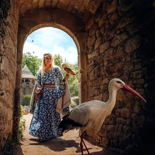 Rapace en vol libre au-dessus du public au Bal des Oiseaux Fantômes
