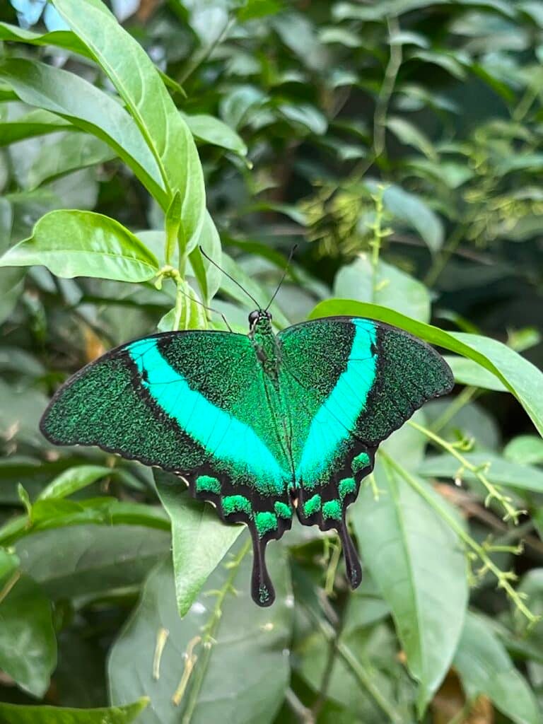 Papillon exotique posé dans la serre de l'Île aux Papillons à Noirmoutier