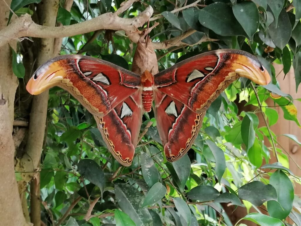 Végétation tropicale de la serre de l'Île aux Papillons