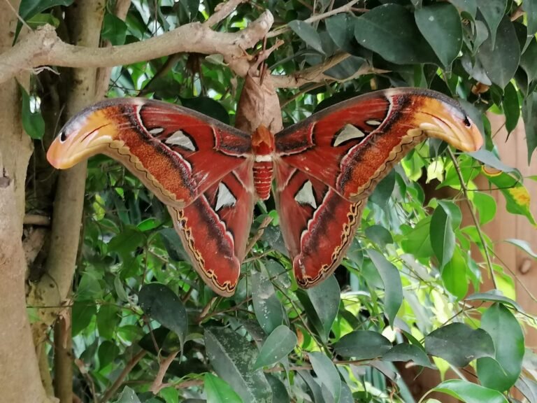 Végétation tropicale de la serre de l'Île aux Papillons